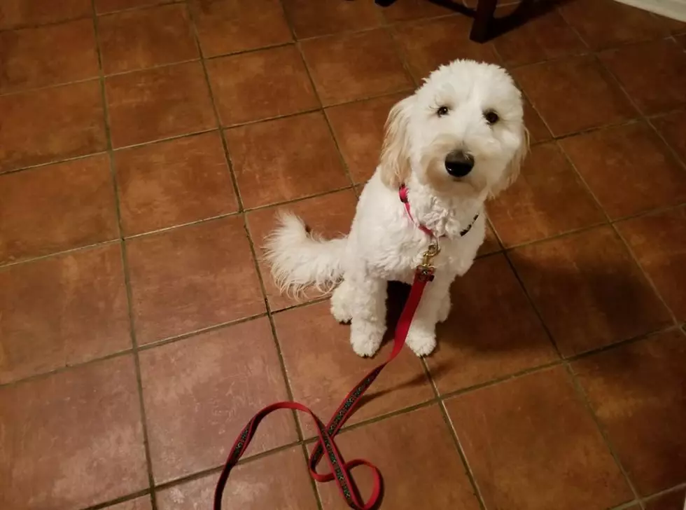 Do You Know the Kentucky Leash Law for Dogs? (VIDEO)