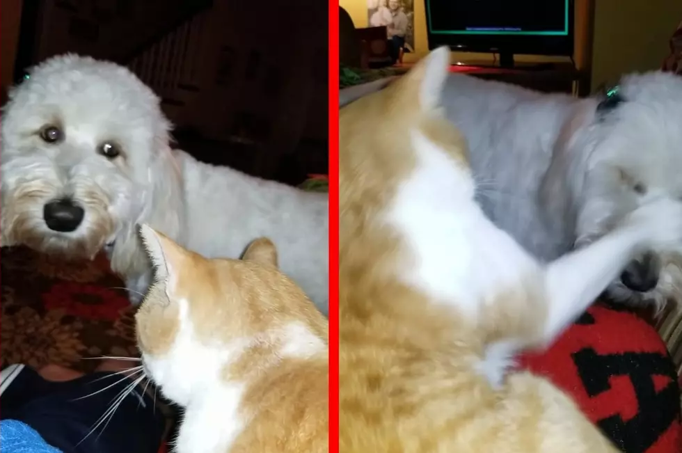 Angel’s Doodle Layla Versus Angel’s Kitty Cheddar (VIDEO)