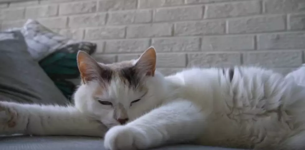 Cat Video Fest 2019 Coming to Malco Cinema 16 [Video]