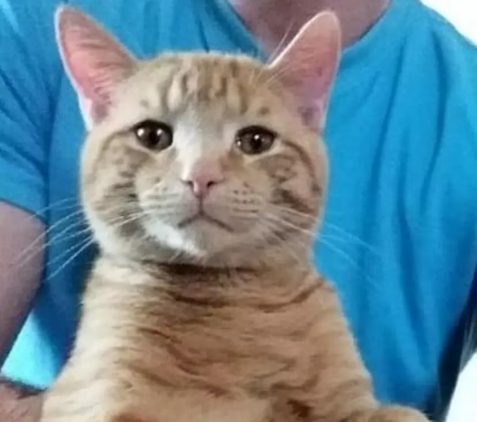 Can You Help Bring Tink Tink Home? (PHOTO)
