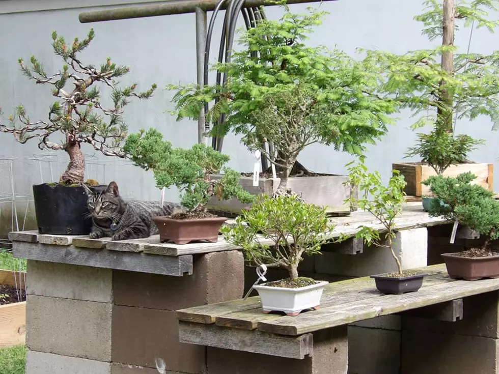 Cobra Kai Fans: You Can Buy a Bonsai Tree from Owensboro’s Bonsai Guy