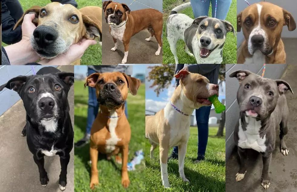 Simon Finds a Home, $25 Dog Adoptions Underway with Daviess County Shelter