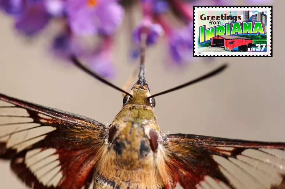 Indiana Man Catches Video of a Beautiful and Rarely Seen Hummingbird Moth