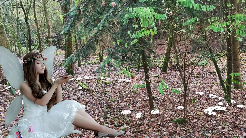 Fairy Rings: What are They and Why are They Common in Kentucky?