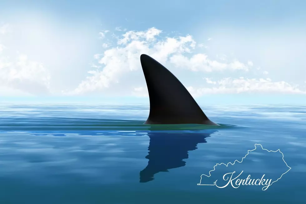 Here’s Why Land-Locked Kentucky Appears on a Shark Attack Database