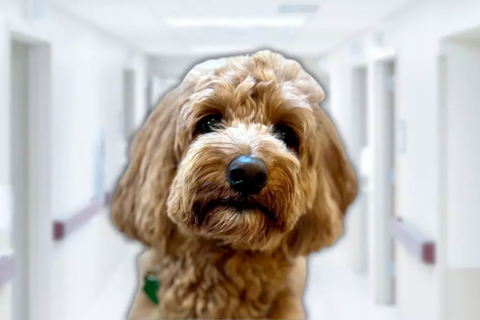 An Interview With Beacon: One of Owensboro Health’s Paw-sitively Amazing Therapy Dogs