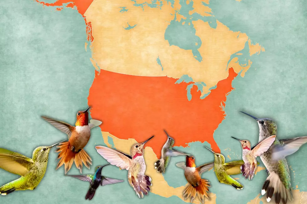Get Ready Bird Lovers! Hummingbirds Are on Their Way to Kentucky