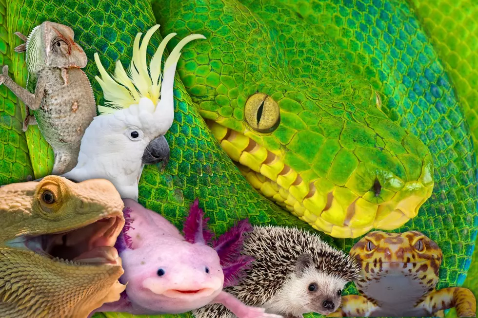 Reptile and Exotic Show Coming to Owensboro, KY Summer 2024