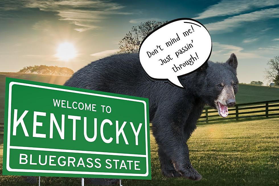 Here’s What to Do if You Encounter a Black Bear in Kentucky