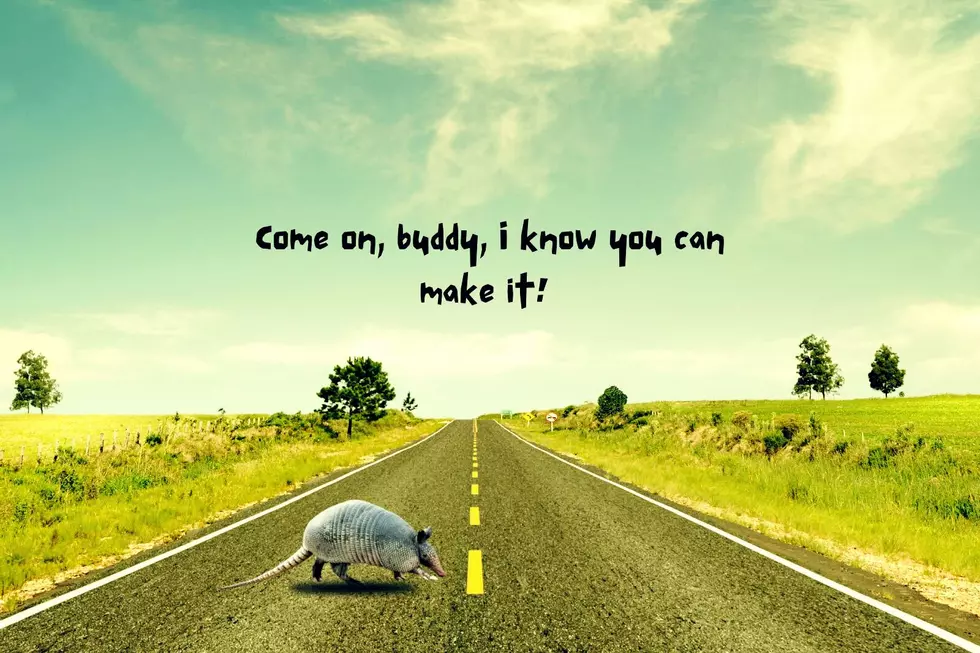 Yes, There Are Armadillos in KY But I Think They’re All Dead