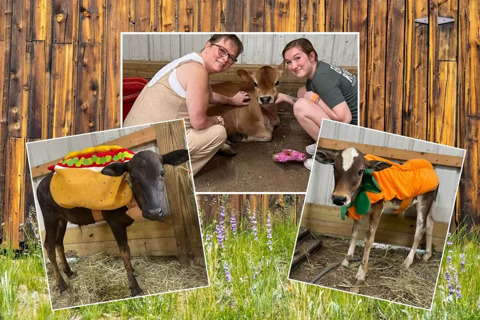 Here’s Where You Can Cuddle an Adorable Cow in Boonville, IN