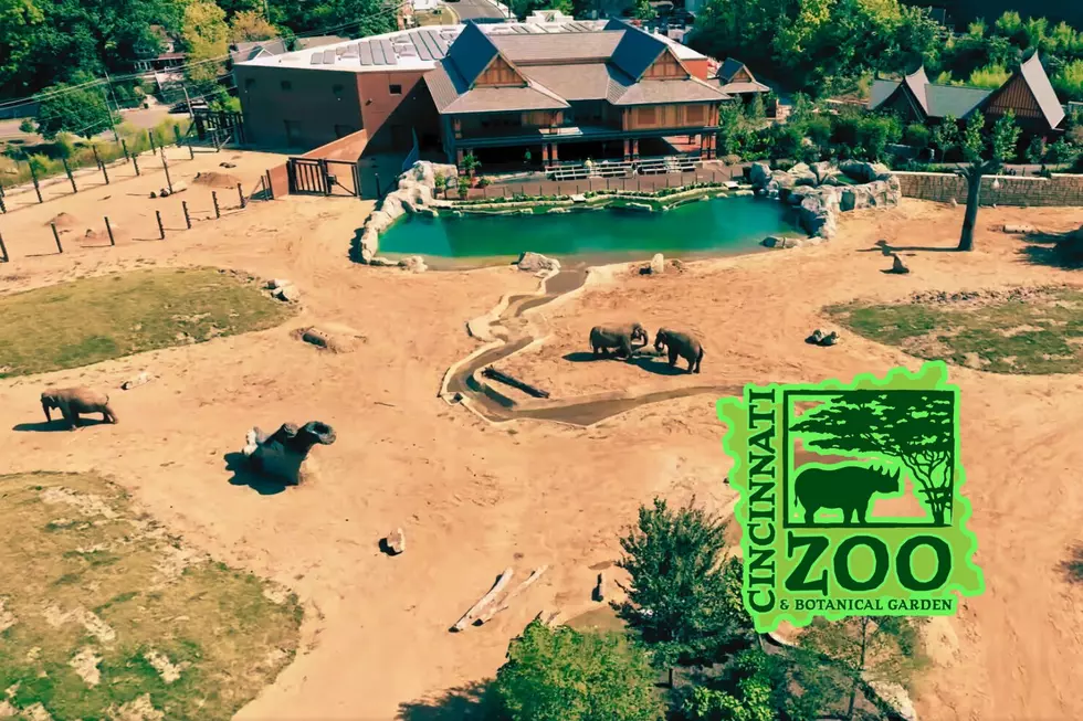 ELEPHANT ALERT: Cincinnati Zoo Set to Open Its Largest Habitat Ever