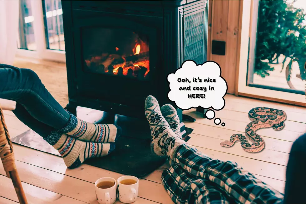 Why KY Homeowners Should Be Mindful of Snakes During the Winter