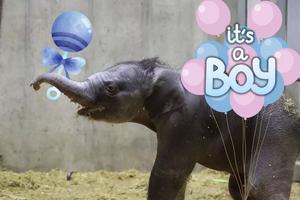 Cuteness Alert! St. Louis Zoo Shares First Video of Baby Elephant Playing