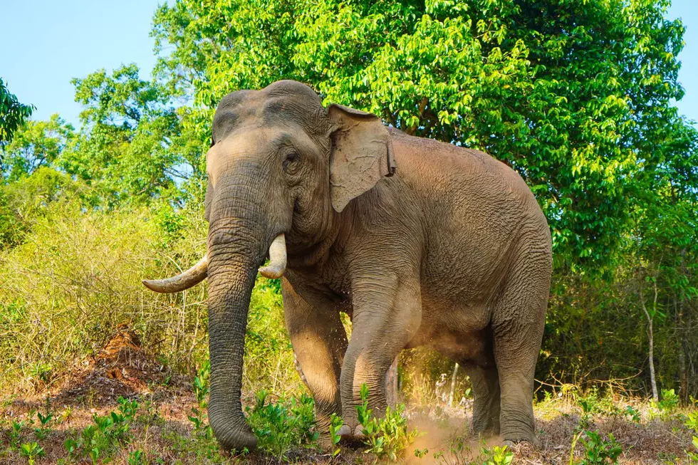 Elephants Thriving in Cincinnati Zoo’s New Trek Habitat