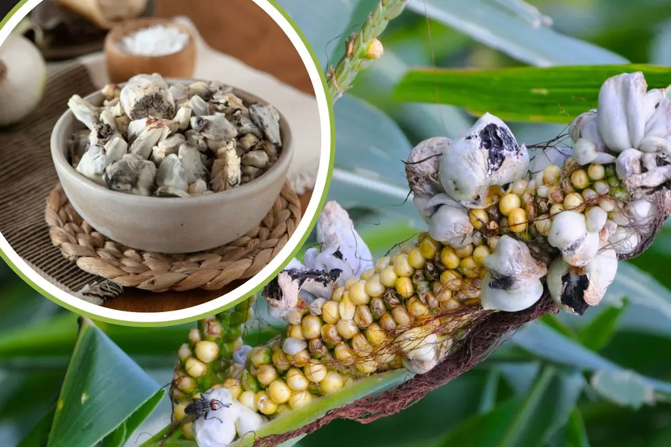 What is Corn Smut? The Fungus Too Tasty to Fear