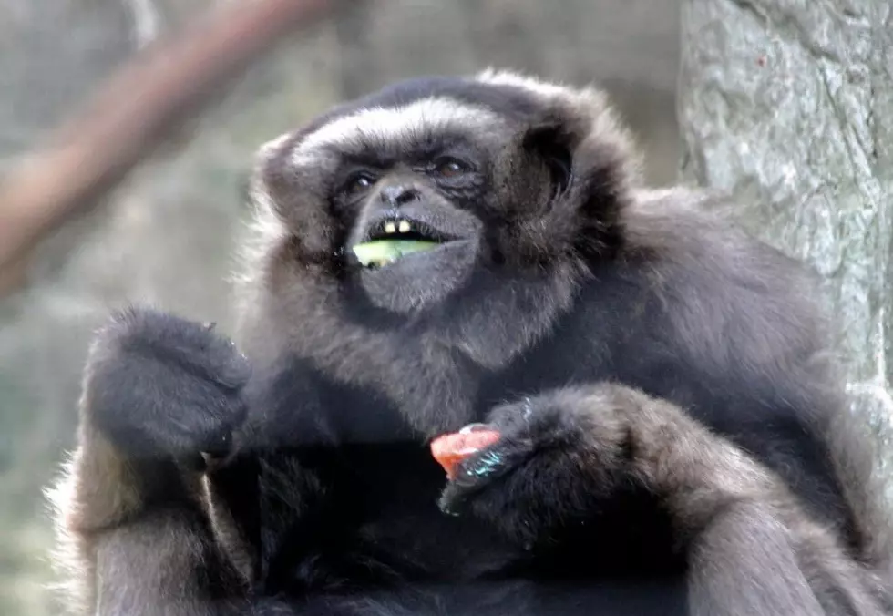 Saying Goodbye to Mesker Park Zoo Icon, Berta the Glorious Granny Gibbon