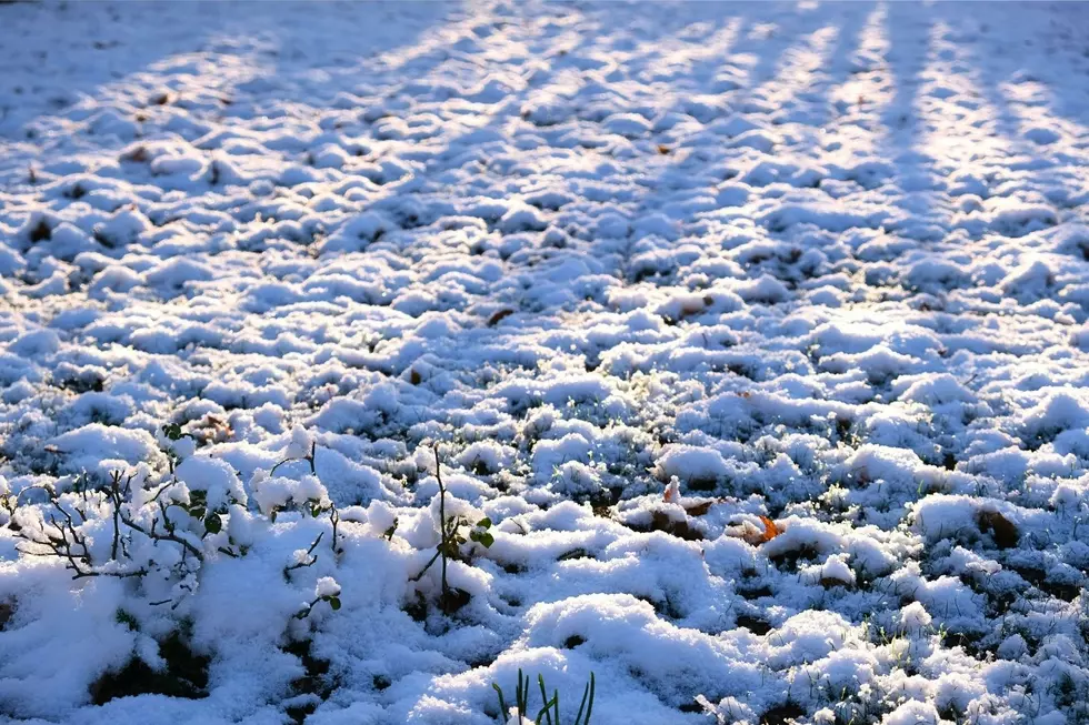 As the Snow Disappears, Has ‘Snow Mold’ Become a Kentucky Problem?