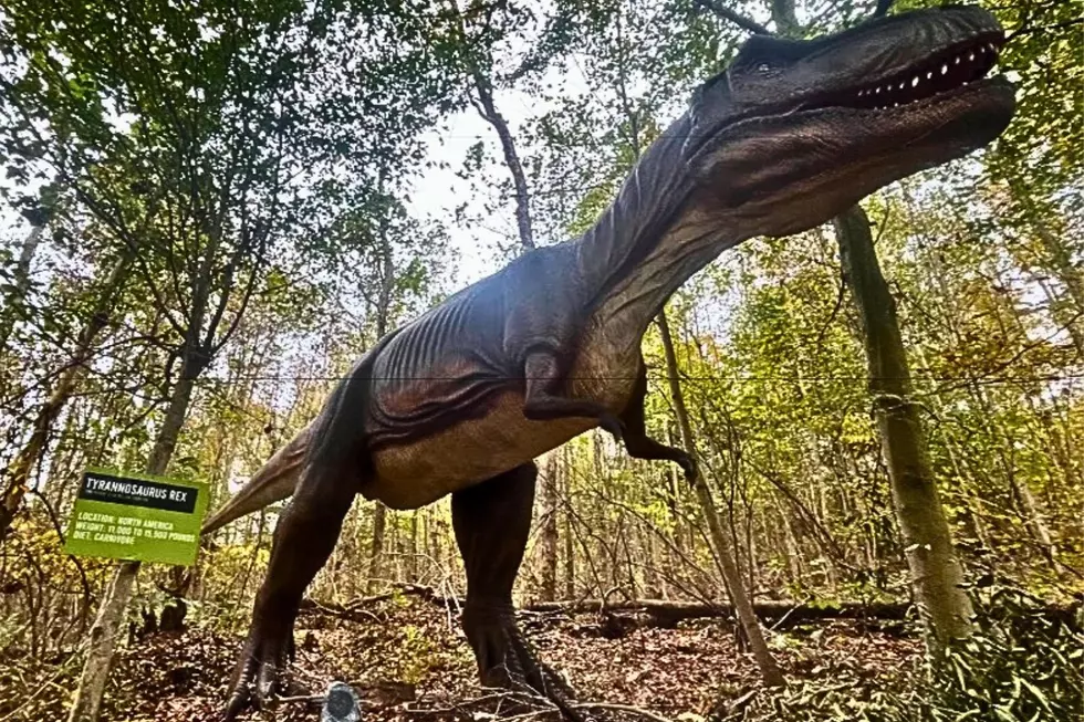 Two Safari Adventures Worth the Drive from Western Kentucky